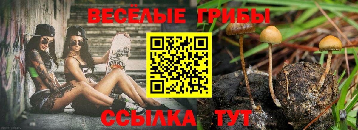 Галлюциногенные грибы Psilocybine cubensis Советск